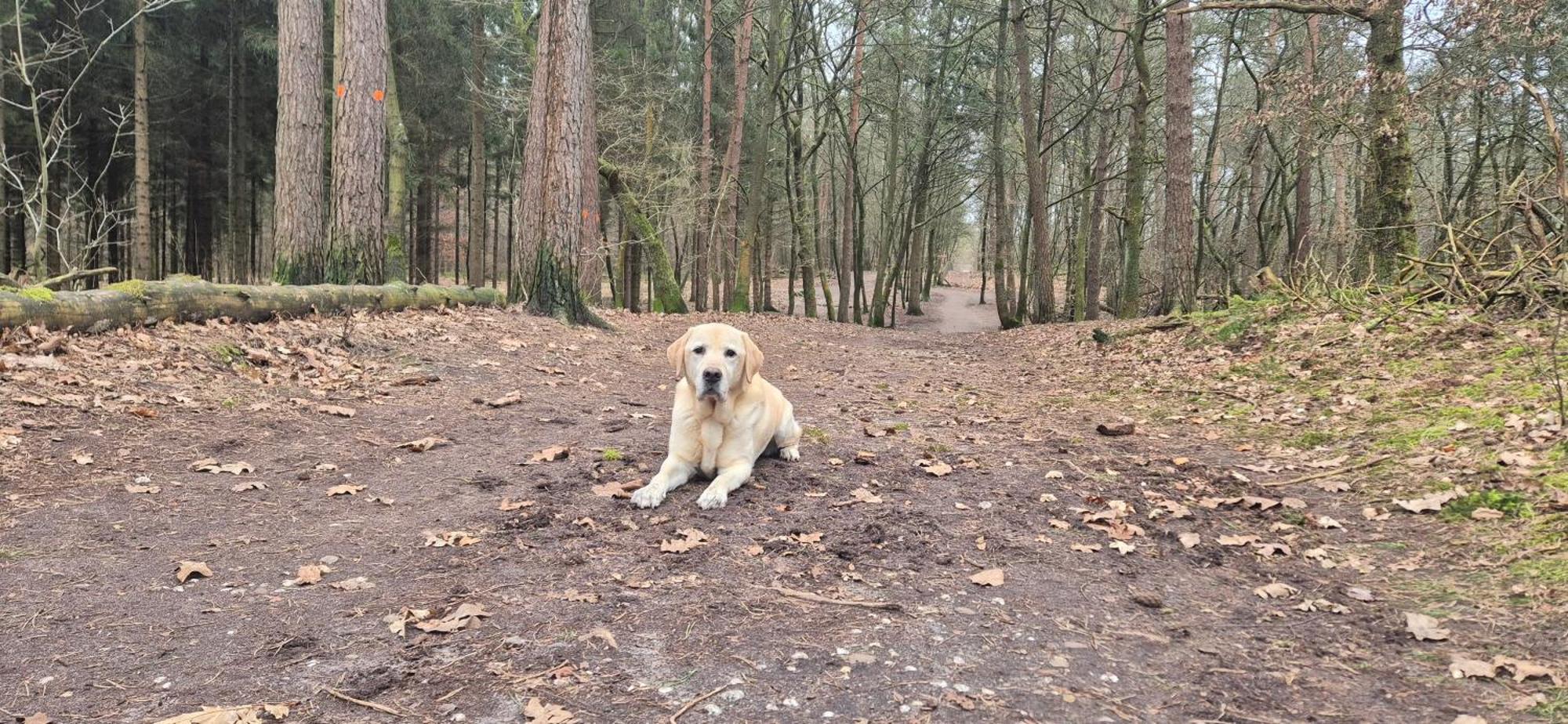 Het Veluwse Boshuisje Knus Chalet Met Omheinde Tuin Op De Veluwe Hoenderloo Bagian luar foto